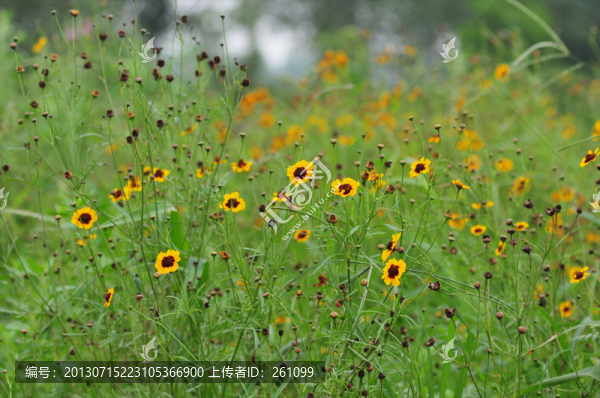 花草素材