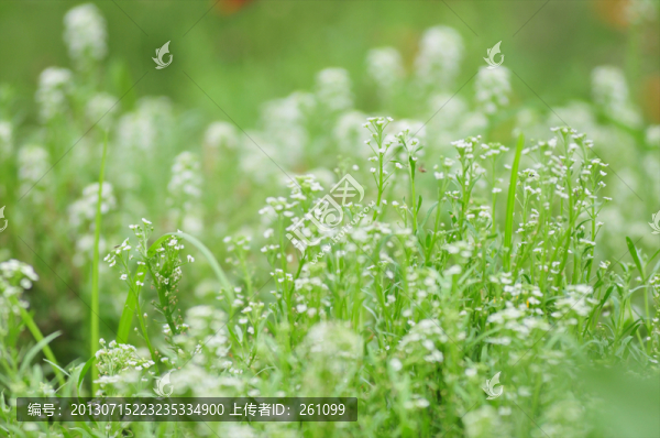 花草素材