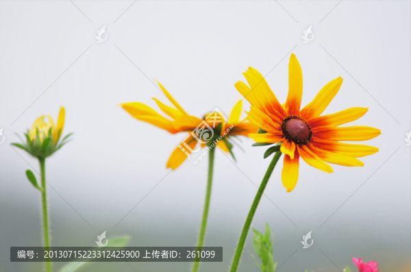 花草素材