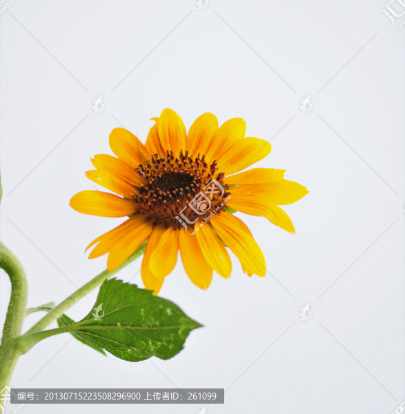 花草素材