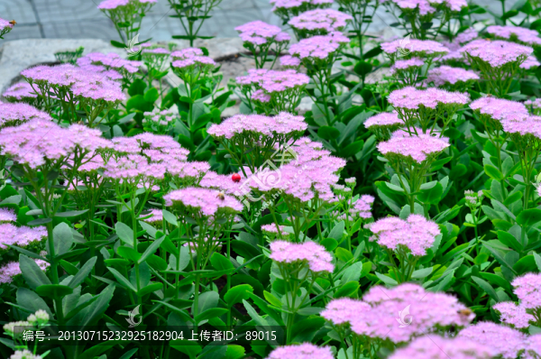 八寶景天上的山里紅