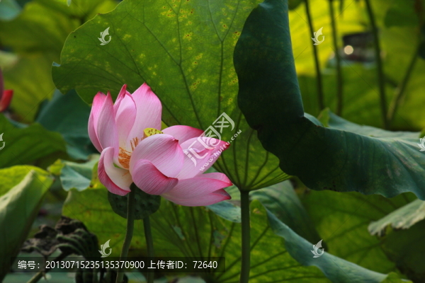 荷花
