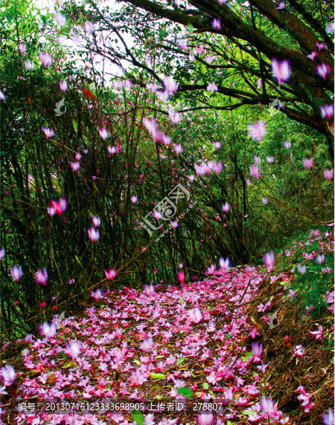山花爛漫