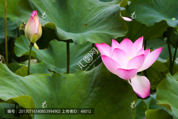 荷之艷