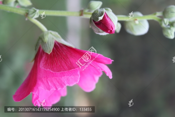 蜀葵