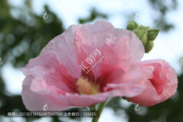 蜀葵