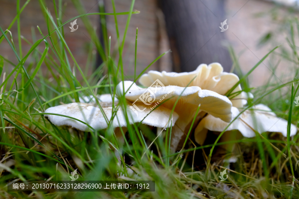 野蘑菇