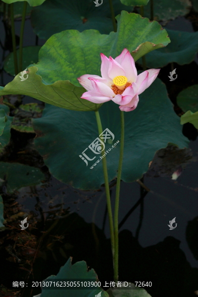荷花