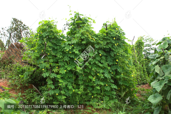 種殖