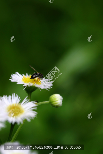 小花