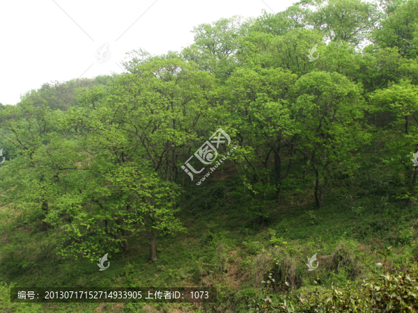 春天山坡樹林
