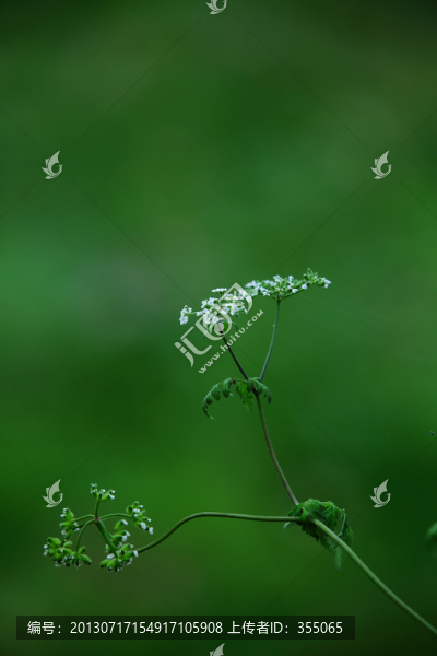 小草