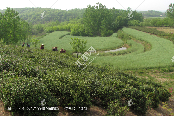 茶場與油菜成熟