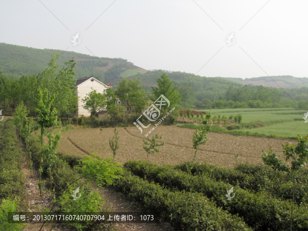 茶鄉(xiāng)村居