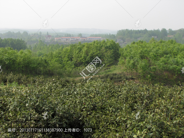茶鄉(xiāng)春來(lái)早