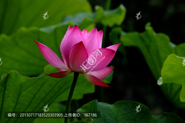 荷花
