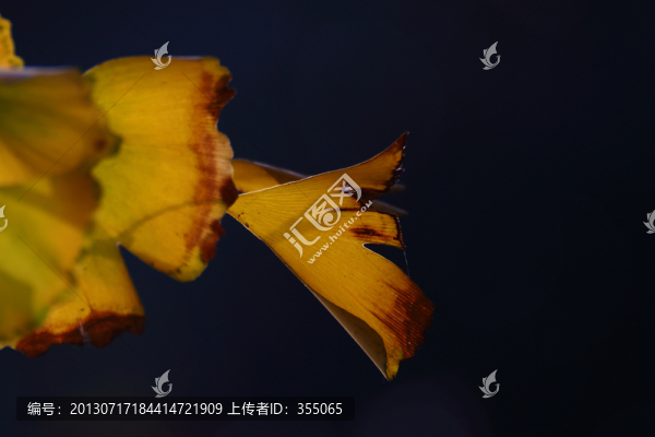 銀杏
