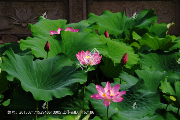 荷花