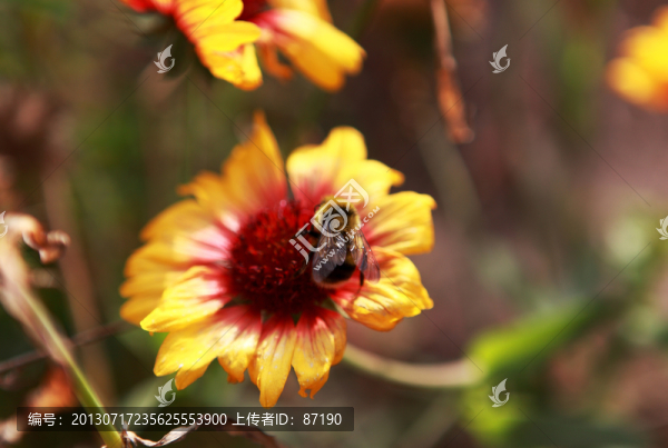 密封與花