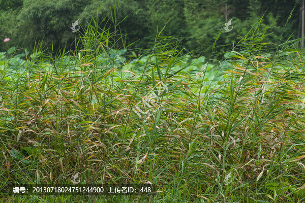 蘆葦