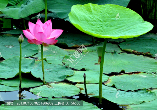荷花