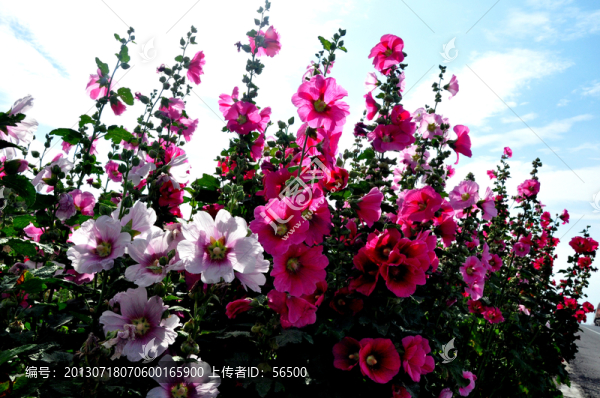 蜀葵
