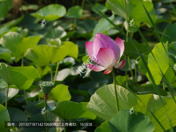 荷花