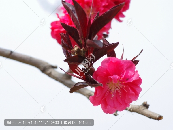 梅花