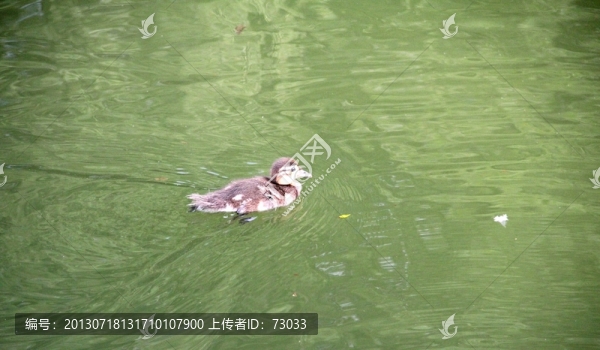 鴛鴦