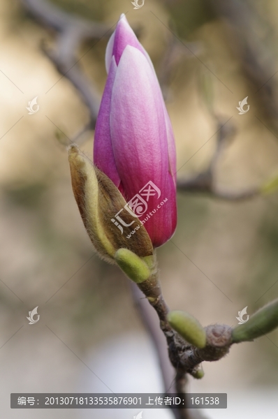 玉蘭花
