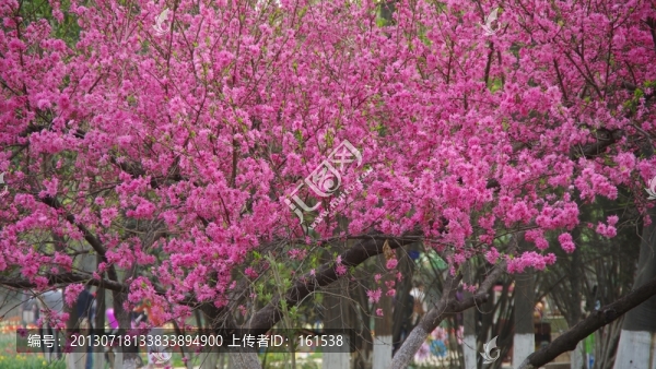 紫荊花