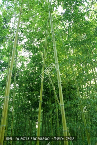 翠竹,竹林