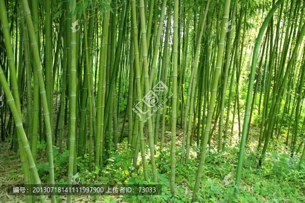 翠竹,竹林