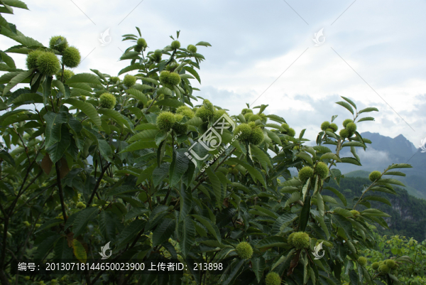 板栗