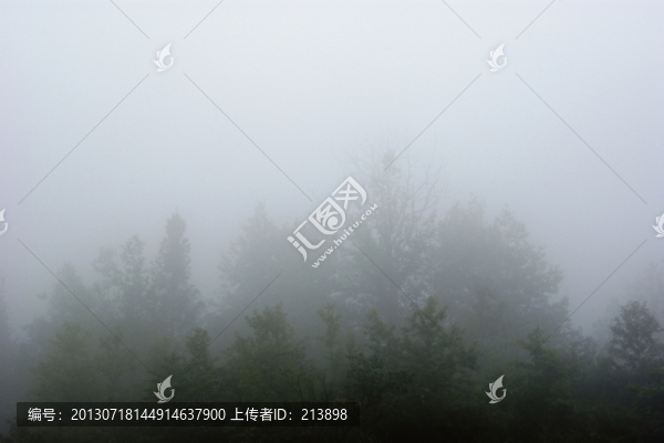 樹(shù)林
