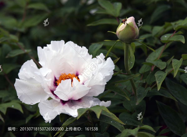牡丹花