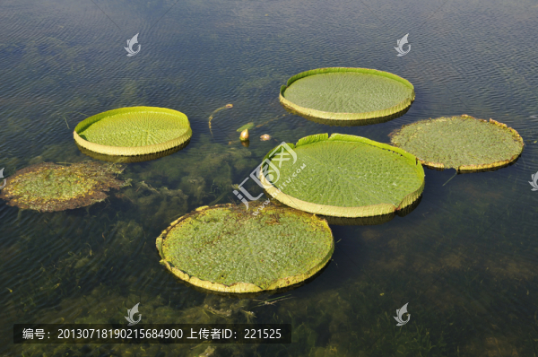 大王蓮