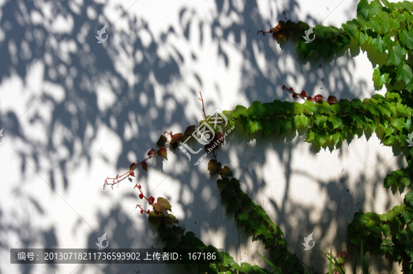 爬山虎