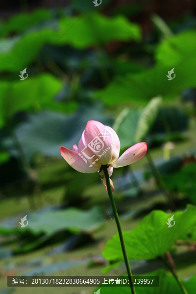 荷花