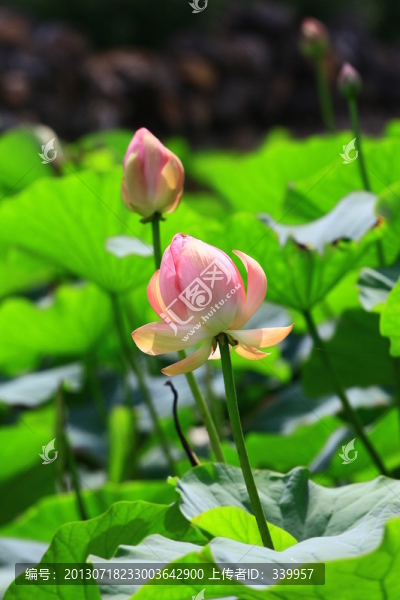 荷花