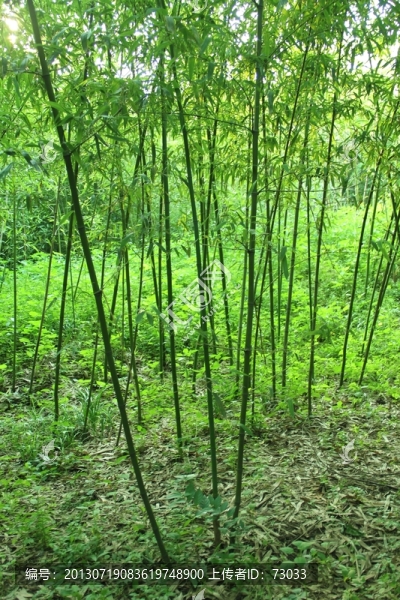 翠竹,竹林