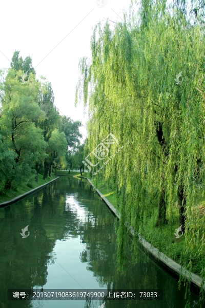 水渠垂柳,,河道柳樹