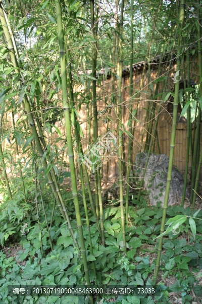 翠竹,竹林