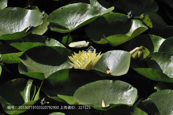 黃色睡蓮