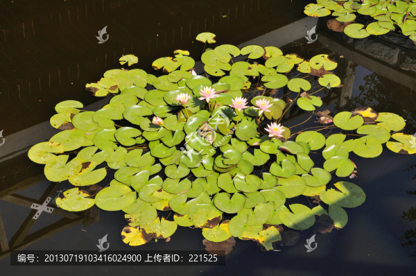 睡蓮