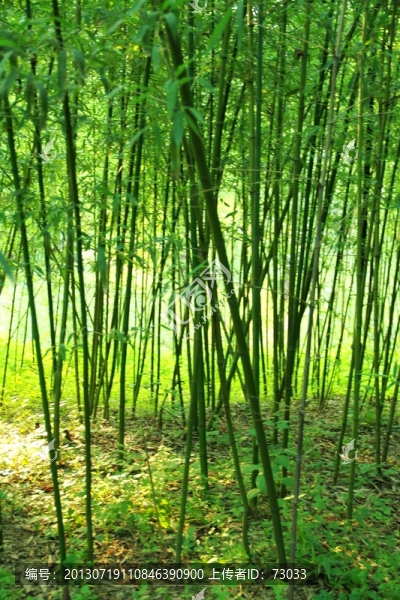 翠竹,竹林