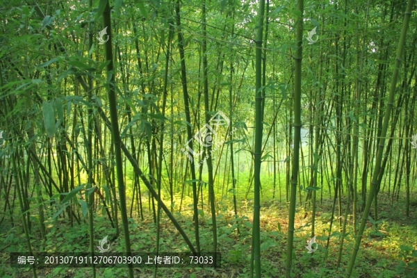 翠竹,竹林