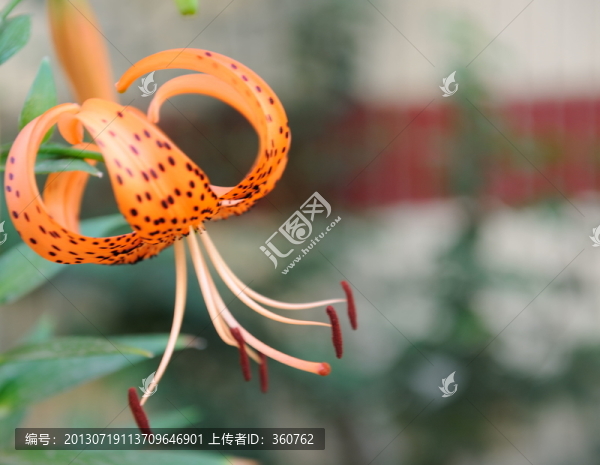 山丹丹花