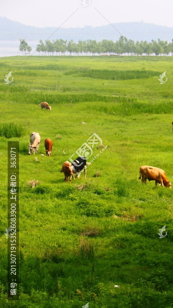 牛羊等原生態(tài)風(fēng)景