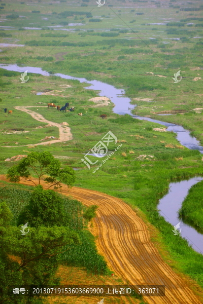 牛羊等原生態(tài)風(fēng)景